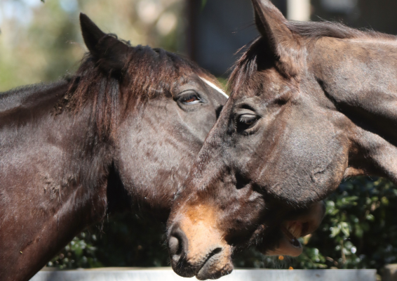 Voucher Template 12050